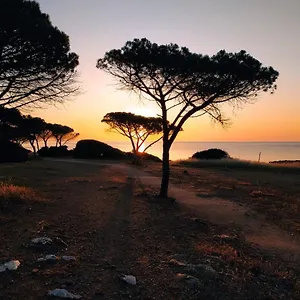 Asfodelo , Villaputzu Italia